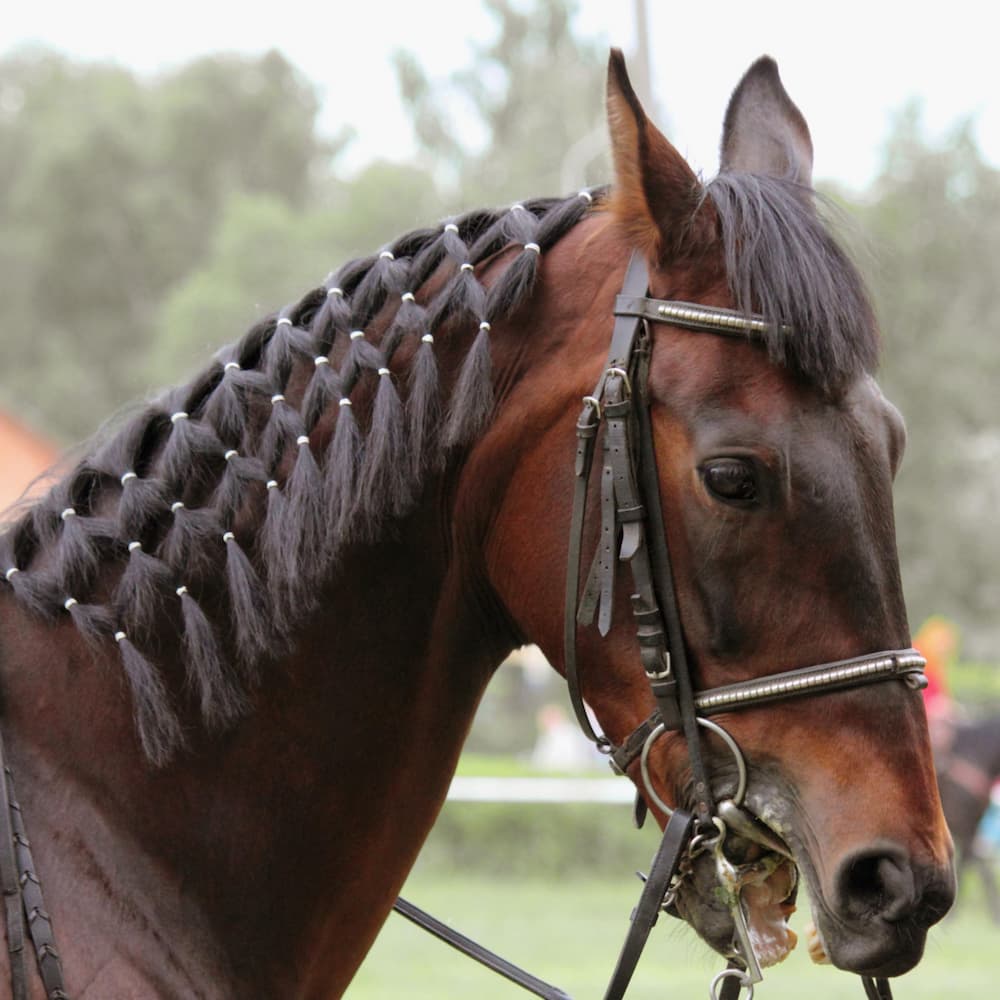 arabian-horse-mare-stallion-riding-2025-05-14-19-34-59-utc.jpg
